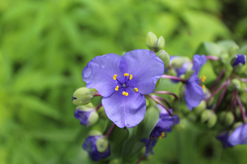 Ohio spiderwort surrounded by buds at Somme Woods in Northbrook, Illinois