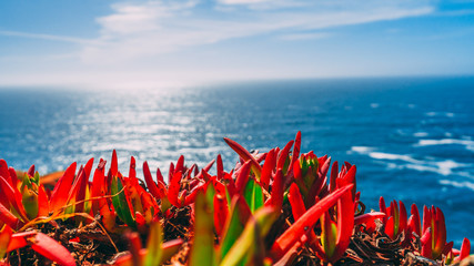 Looking out at the Pacific Ocean from a cliff with plants in the foreground