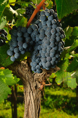 uvas 13