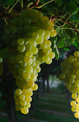 uvas 11