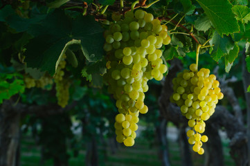 uvas 9