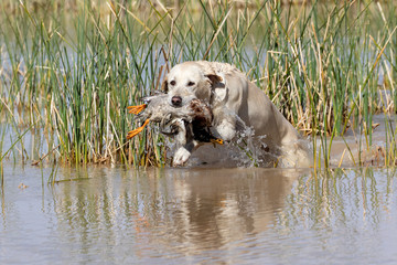 Labrador retriever in the water with a duck