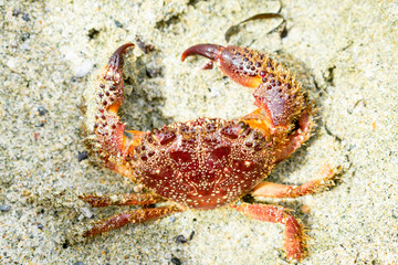 Close-up photo of red, orange crab in the sand. Sea animals, seafood