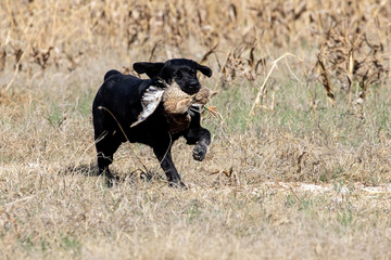 Black Labrador retriever during a hunt test