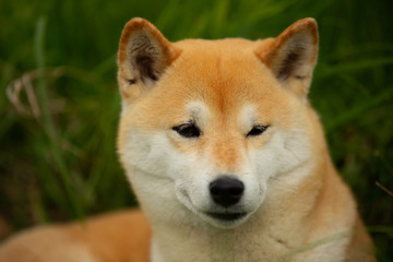 Beautiful red shiba inu. Japanese small size dog or japanese turf dog. Close-up portrait