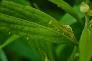 Obraz premium Green leaves, macro high quality