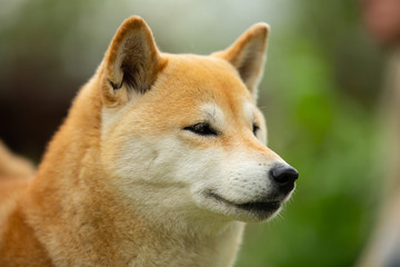 Beautiful red shiba inu. Japanese small size dog or japanese turf dog. Close-up portrait