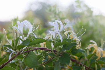 Flowering white-yellow Honeysuckle (Woodbine). Lonicera japonica Thunb or Japanese honeysuckle yellow and white flower in garden