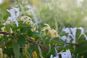 Flowering white-yellow Honeysuckle (Woodbine). Lonicera japonica Thunb or Japanese honeysuckle...
