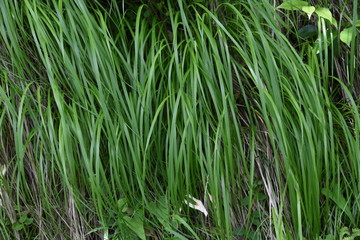 Fototapeta premium Carex morrowii is an evergreen perennial that grows in the shade of mountains.