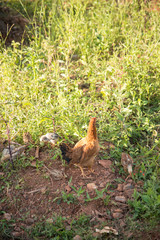 A beautiful view of chicken in nature.