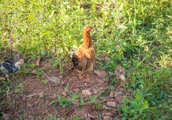 A beautiful view of chicken in nature.