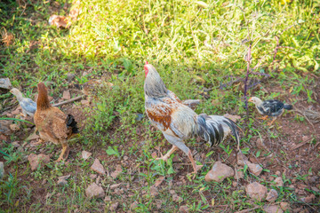 A beautiful view of chicken in nature.