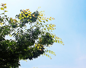 느티나무 가지 잎