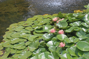작은 연못에 연꽃
