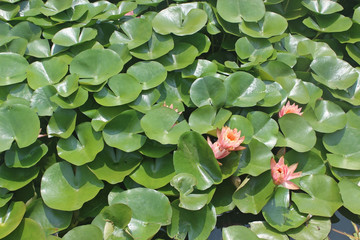 작은 연못에 연꽃