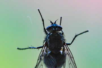 fly on a background