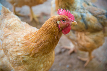 A beautiful view of chicken in nature.