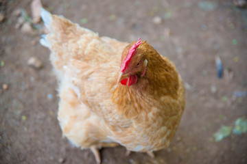 A beautiful view of chicken in nature.