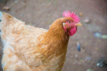 A beautiful view of chicken in nature.