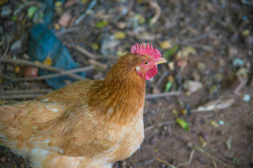 A beautiful view of chicken in nature.