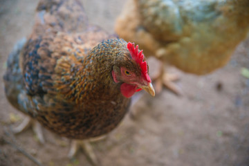 A beautiful view of chicken in nature.