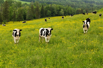 Curious black and white Holstein cows standing staring in a sloppy field covered in yellow wildflowers in early summer, Chaudi&egrave;res-Appalaches region, Quebec, Canada
