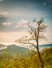 Beautiful blooming spring tree budding in early morning after sunrise along the Blue Ridge Parkway showing Looking Glass Rock in the background.