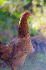 A beautiful view of chicken in nature.
