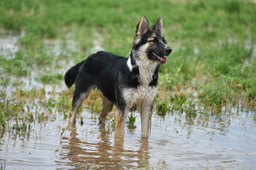 perro
