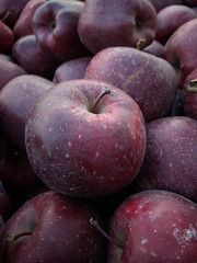 fresh picked organic apples