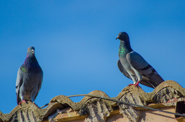 A beautiful view of pigeon in a blue sky.