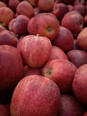fresh picked organic apples