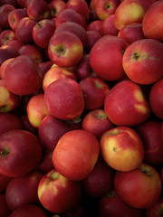 fresh picked organic apples