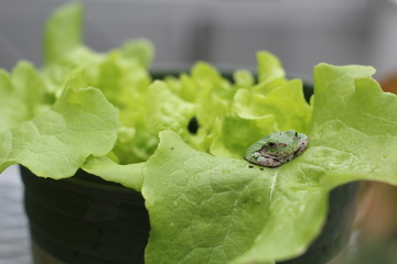 Frog on Lettuce © Selvio