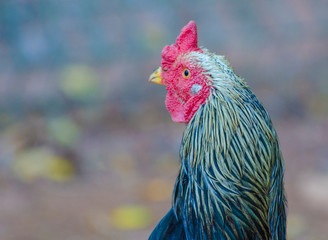 A beautiful view of chicken in nature.