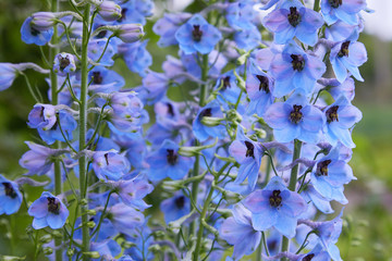 Close up of a delphinium elatum flower in bloom. Purple blue flowers of Larkspur 'Pagan Purples'...