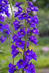 Close up of a delphinium elatum flower in bloom. Purple blue flowers of Larkspur 'Pagan Purples' (Delphinium elatum Hybrid, Alpine Delphinium) perennial. 