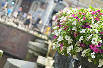 Fototapeta premium Bright color-saturated petunia flower in the garden