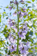 Close up of a delphinium elatum flower in bloom. Purple blue flowers of Larkspur 'Pagan Purples' (Delphinium elatum Hybrid, Alpine Delphinium) perennial. 