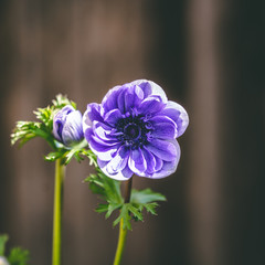 Purple flower at the beginning of Spring with amazing petals