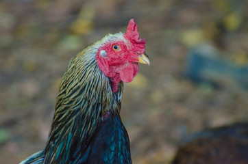 A beautiful view of chicken in nature.