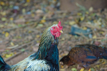 A beautiful view of chicken in nature.