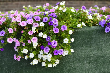 Bright color-saturated petunia flower in the garden
