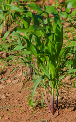 A beautiful view of corn field.