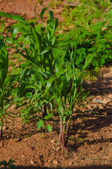A beautiful view of corn field.