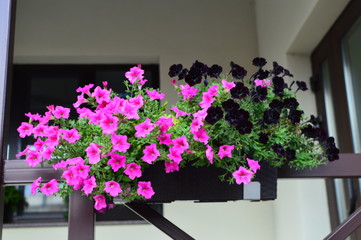 Bright color-saturated petunia flower in the garden