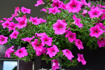 Bright color-saturated petunia flower in the garden