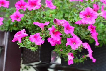 Bright color-saturated petunia flower in the garden