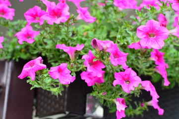 Fototapeta na wymiar Bright color-saturated petunia flower in the garden